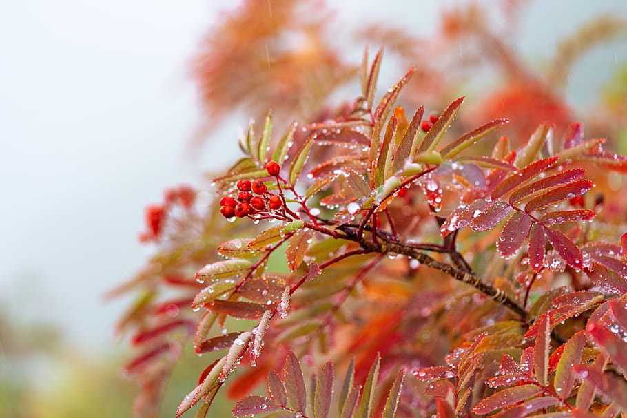 otoño, hojas otoñales, serbal, llovizna, shizuku, 涸 沢 圏 谷, japón, Planta, crecimiento, primer plano