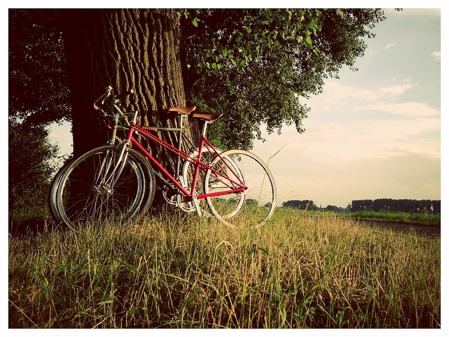 red, bicycle, tre, tree, bike, bike ride, rhine, düsseldorf, dike, single speed