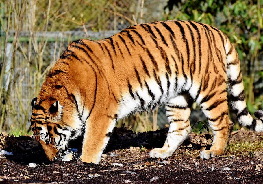 harimau, berdiri, tanah, kucing, predator, kucing liar, kucing besar, berbahaya, mulia, agung