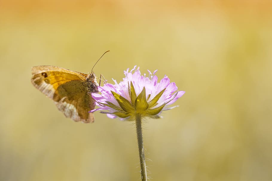 butterfly, meadow brown, insect, nature, animal, flight insect, close, edelfalter, summer, animal world
