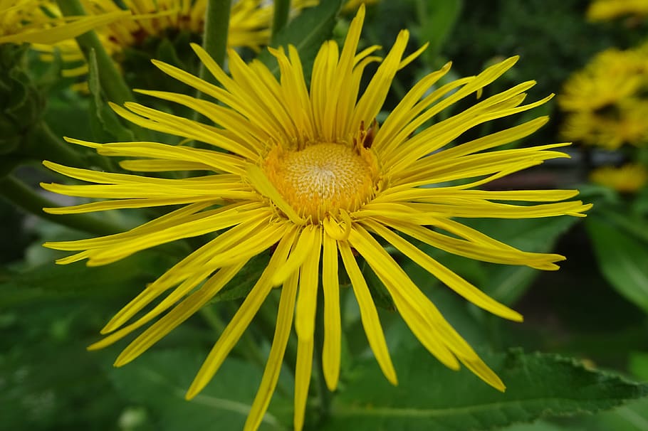 inula, real alant, iluna helenium, medicinal plant, alantblüte, flower, flowering plant, plant, beauty in nature, fragility