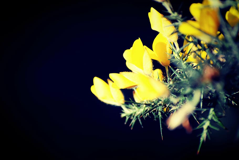 shallow, focus photography, yellow, flowers, photography, nighttime, ginster, flower, plant, nature