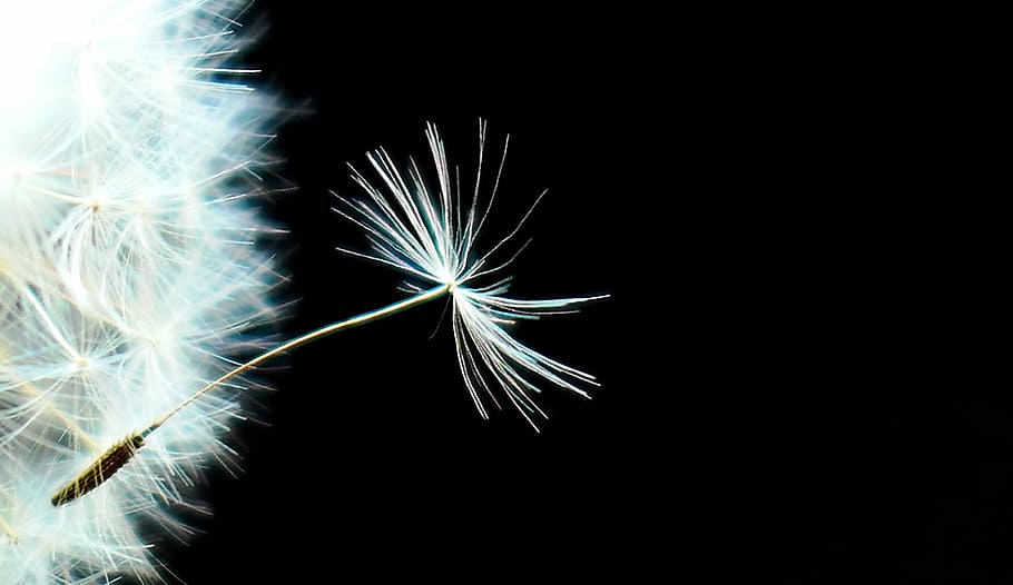 white, dandelion, flower, seed, close-up, nature, seeds, fluffy, bright, slightly