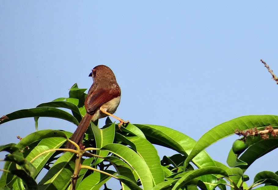 Brown-Shrike, Bird, Lanius-Cristatus, india, wildlife, avian, animal, creature, feather, fauna