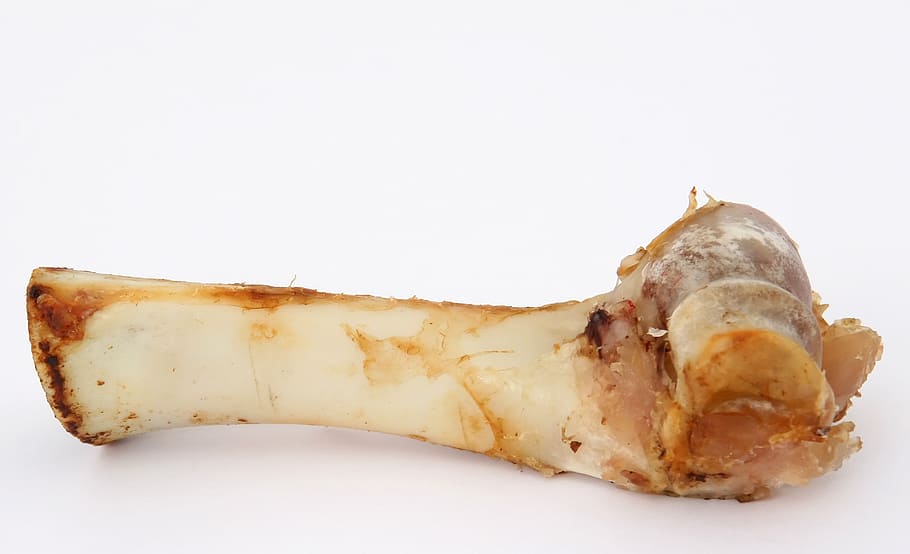 animal bone, white, surface, t bone gristle, animal, beef, bone, canine, chew, chewable