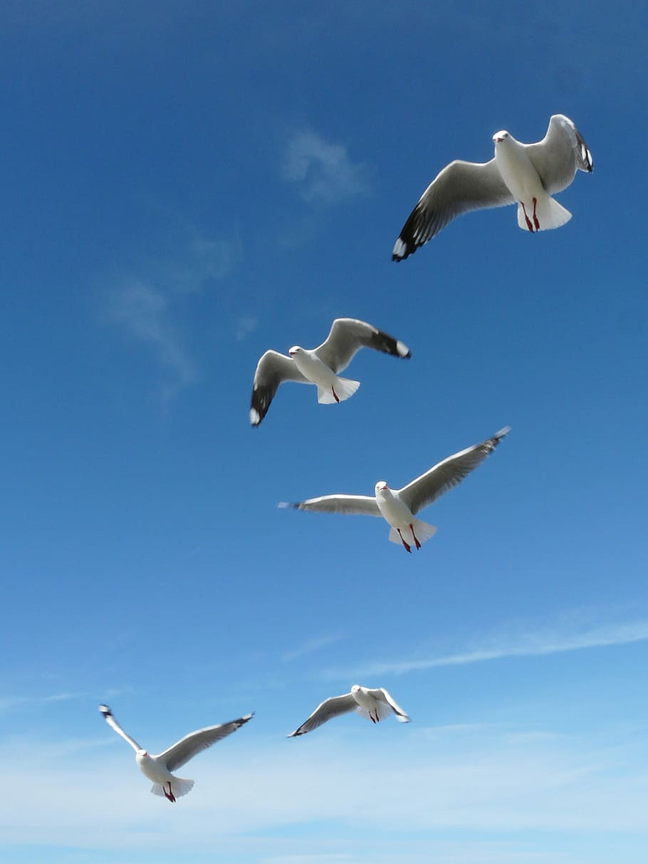 the seagull, ptak, ornithology, summer, sun, heaven, new zealand, fly, clouds, blue