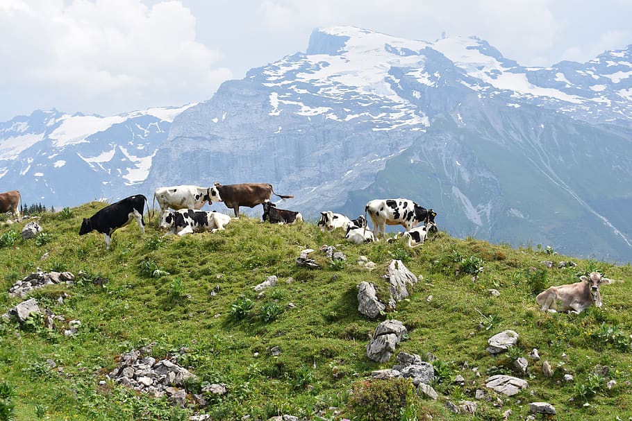 alp, vacas, suiza, montañas, paisaje, verano, brunni, naturaleza, montaña, mamífero