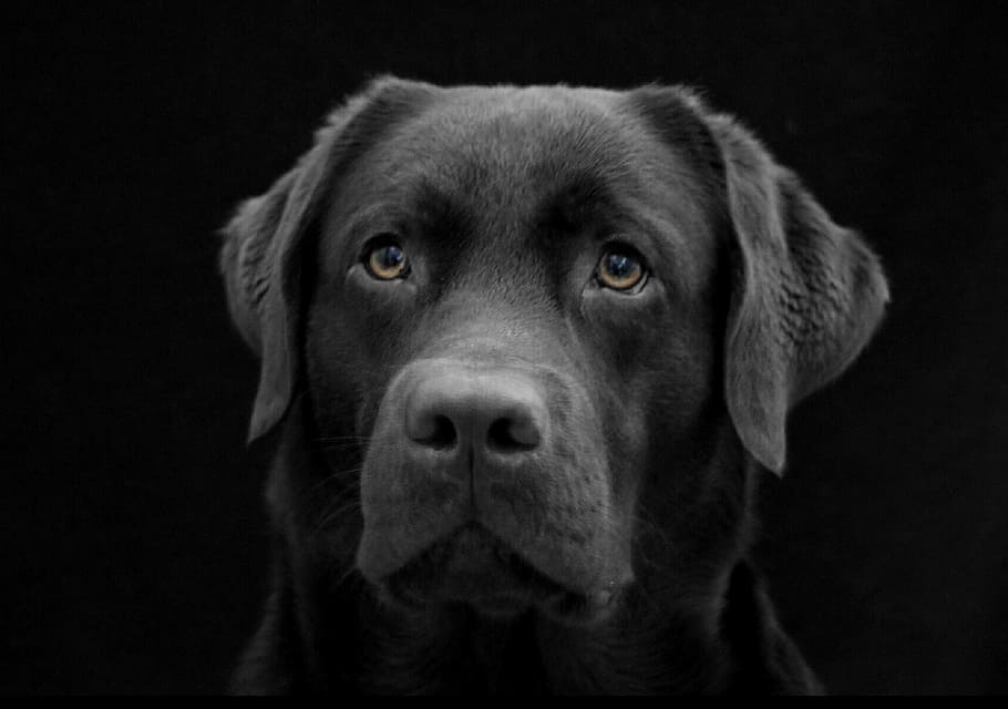 closeup, photography, labrador retriever, dog, the most obvious, labrador, black, dark, dog face, sad