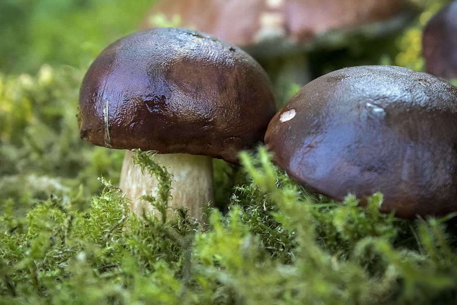 mushrooms, chestnut röhling, autumn, forest, mushroom, nature, moss, mushroom collector, edible, food
