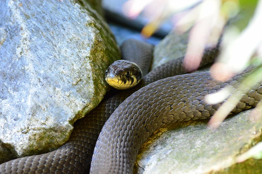 closeup, foto, hitam, ular mamba, ular rumput, ular, reptil, natter, hewan, alam