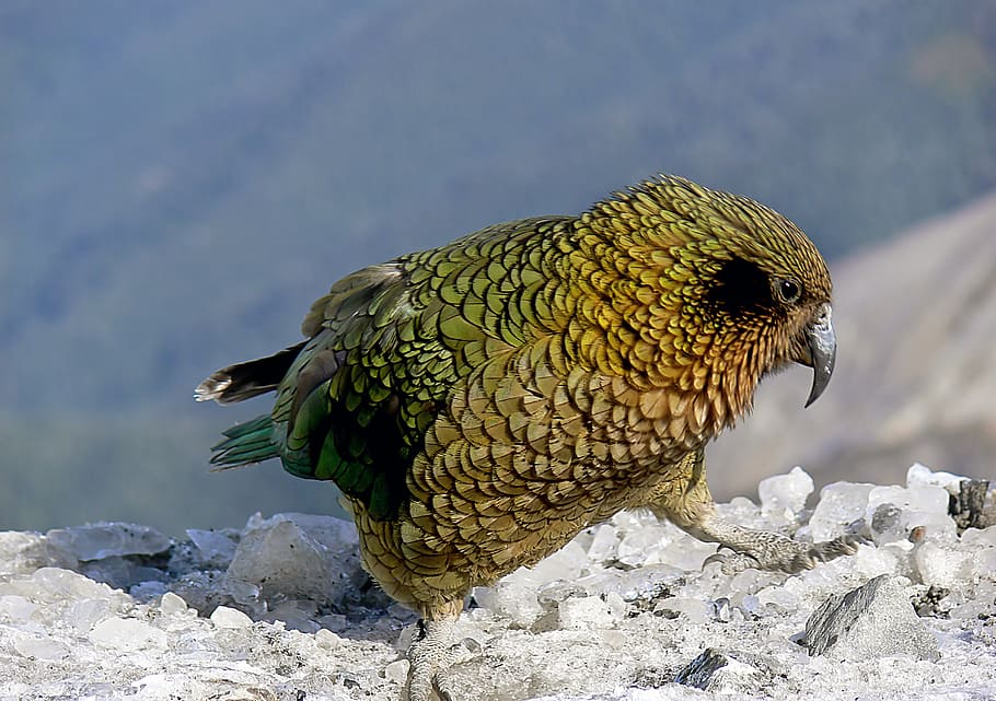 parrot, green bird on rock, animal wildlife, one animal, animals in the