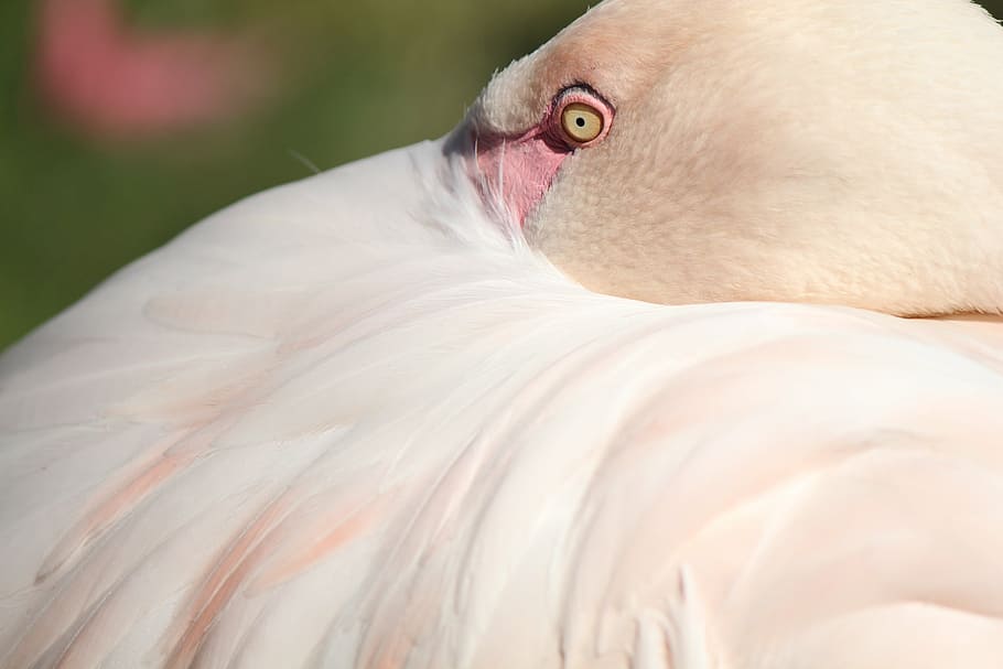 flamingo, feather, pink, bird, pink flamingo, one animal, vertebrate, animal body part, close-up, animal wildlife