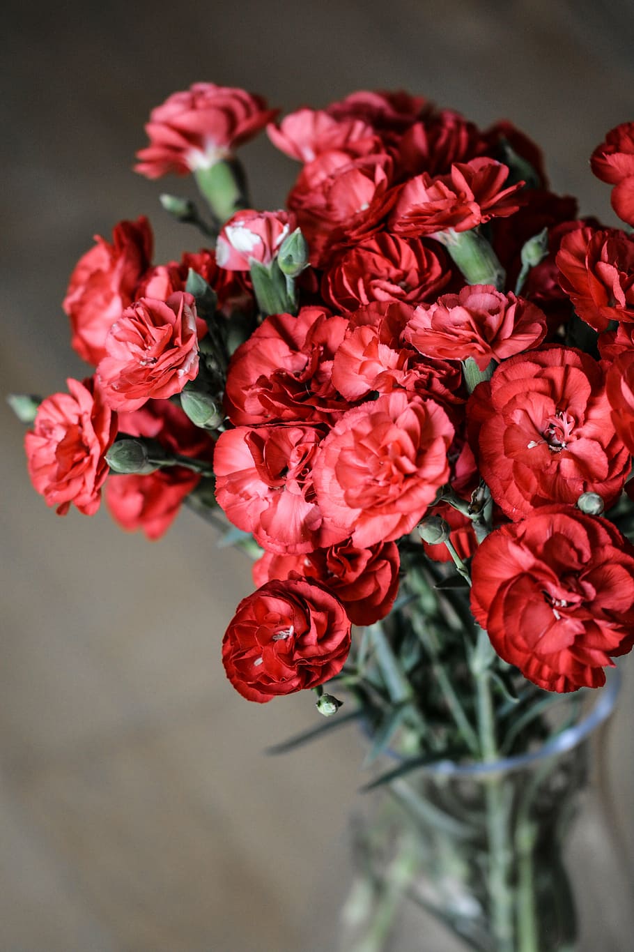 red, petaled flower, clear, glass base, carnation, flowers, nature, bloom, bouquet, smooth