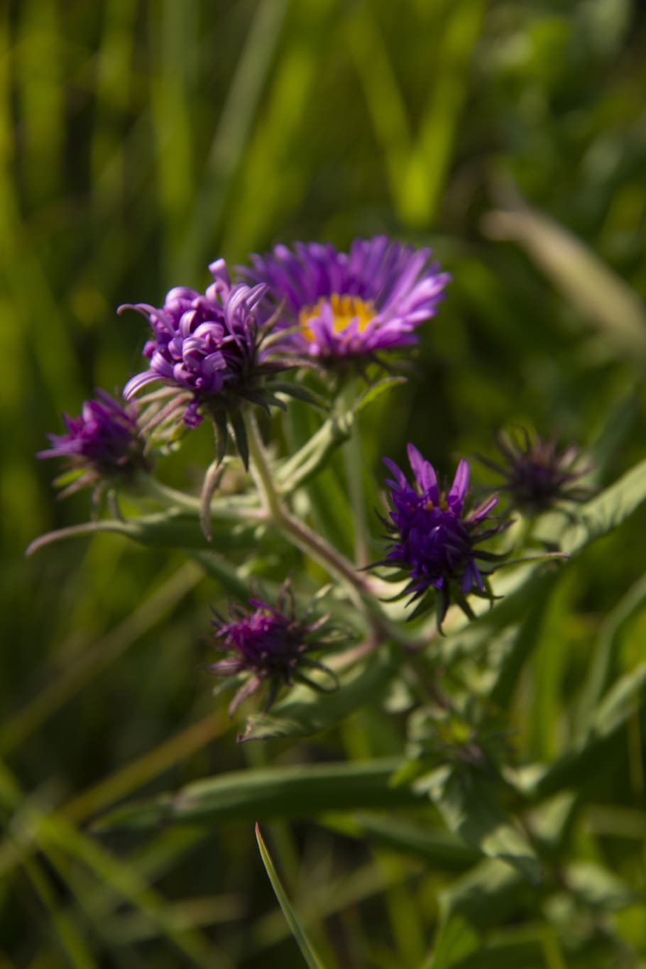 aster, purple, petal, yellow, center, flower, wildflower, flowering plant, plant, beauty in nature
