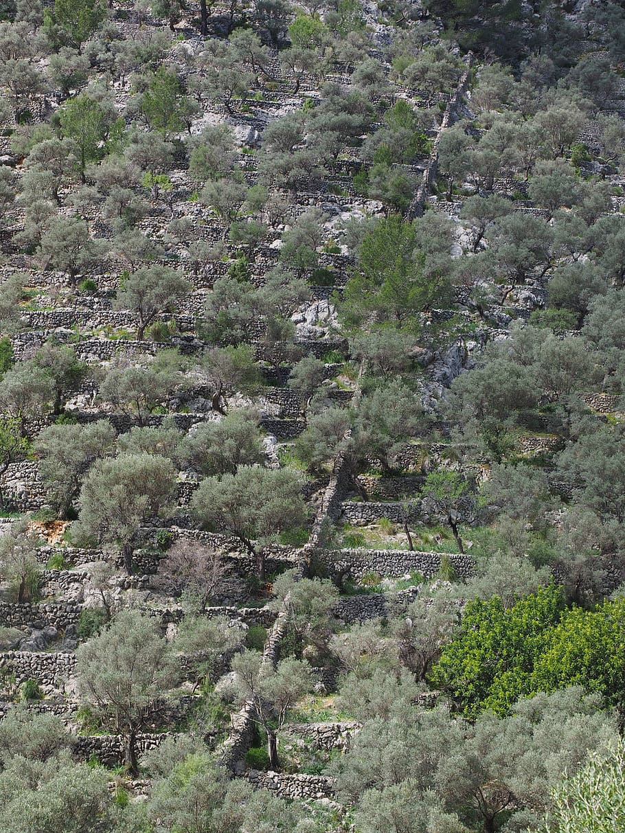 olive grove, mountainside, slope, hillside location, sunny, sunny location, olive cultivation, olive harvest, olive trees, olive plantation