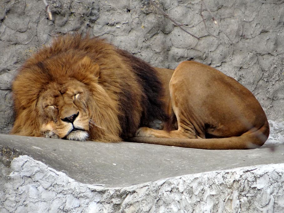 lion, feral cat, big cat, wild animals, wild, mammal, nature, predator, fauna, the king of beasts