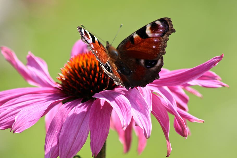 蝶 美しい 柔らかい 夏 喜び 飛行 花 昆虫 ピンク色 野生の動物 Pxfuel