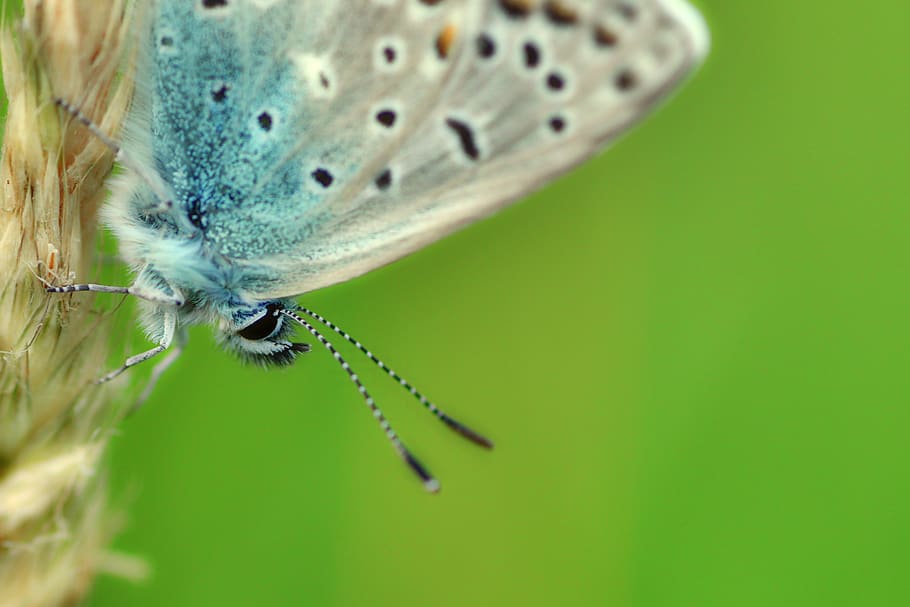 common blue, butterfly, insect, nature, butterflies, close up, summer, lycaenidae, animal, macro
