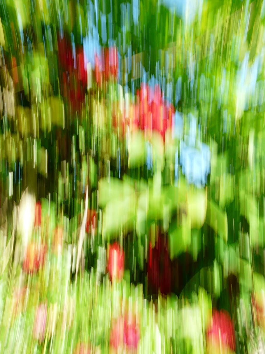 Filtro, Movimento, Embaçado, foto arte, fora de foco, flores, vermelho, verde, folhas, movimento borrado