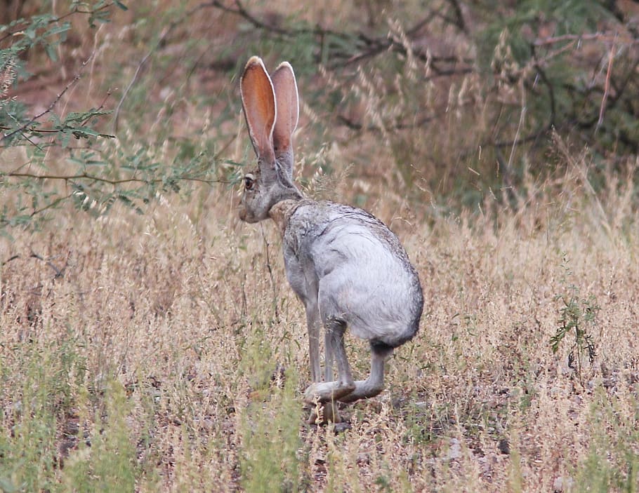 hopping, hare, grass field, antelope jackrabbit, wild, nature, wildlife, portrait, ears, looking