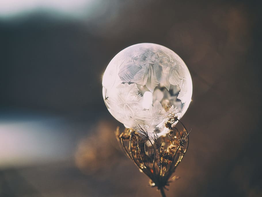 crystal, ball, glass, round, plant, bokeh, blur, stem, close-up, focus on foreground