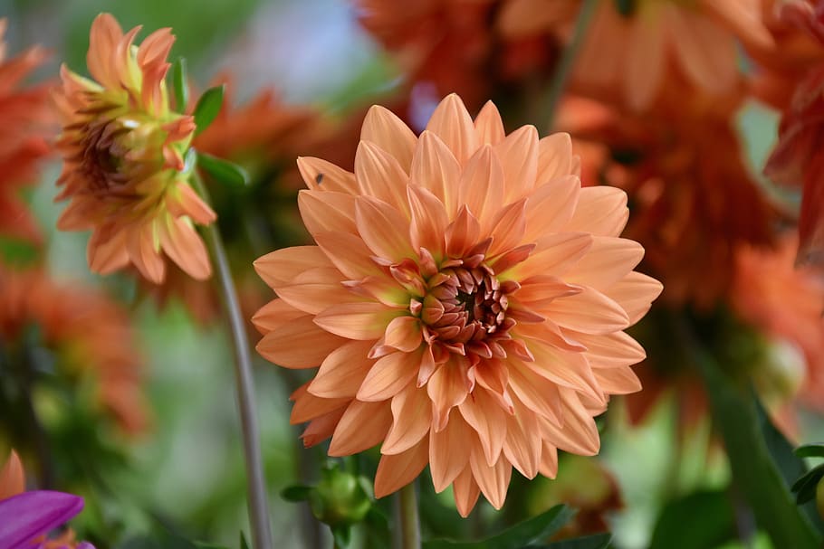flower, flower of dahlia, button dahlia, dahlia orange color, flower decorative, bouquet, plant, plants, nature, flora