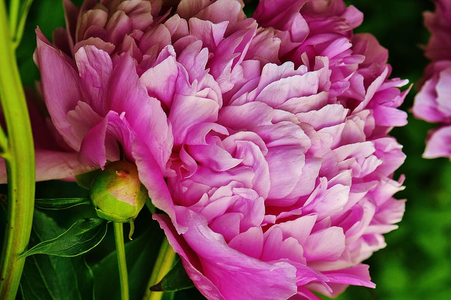 close, photography, pink, cluster petaled flower, peony, flower, blossom, bloom, nature, garden