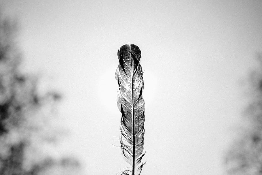 chicken, bird, animal, feather, black and white, blur, sky, plant, day, nature
