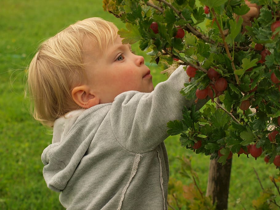 boy picking fruits, little girl, berries, summer, bush, green, food, vitamin, nature, harvest