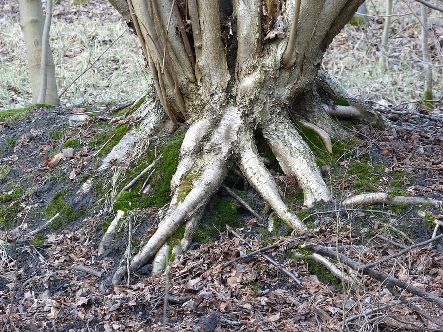 tree roots, nature, overgrown, forest, wood, mis shapen, old, tribe, tree, plant