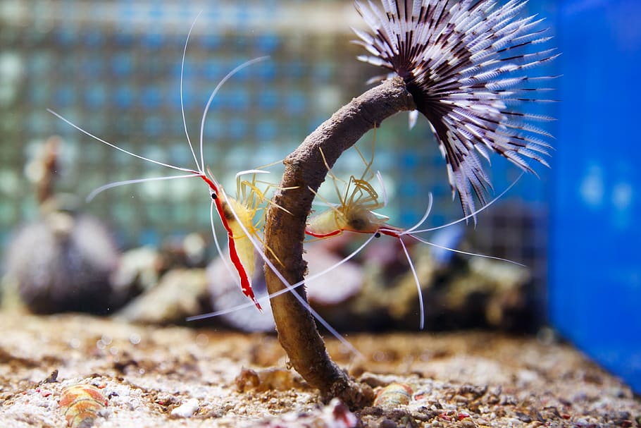 selective, focus photo, two, crayfishes, northern, cleaner, shrimp, scarlet, skunk, aquarium