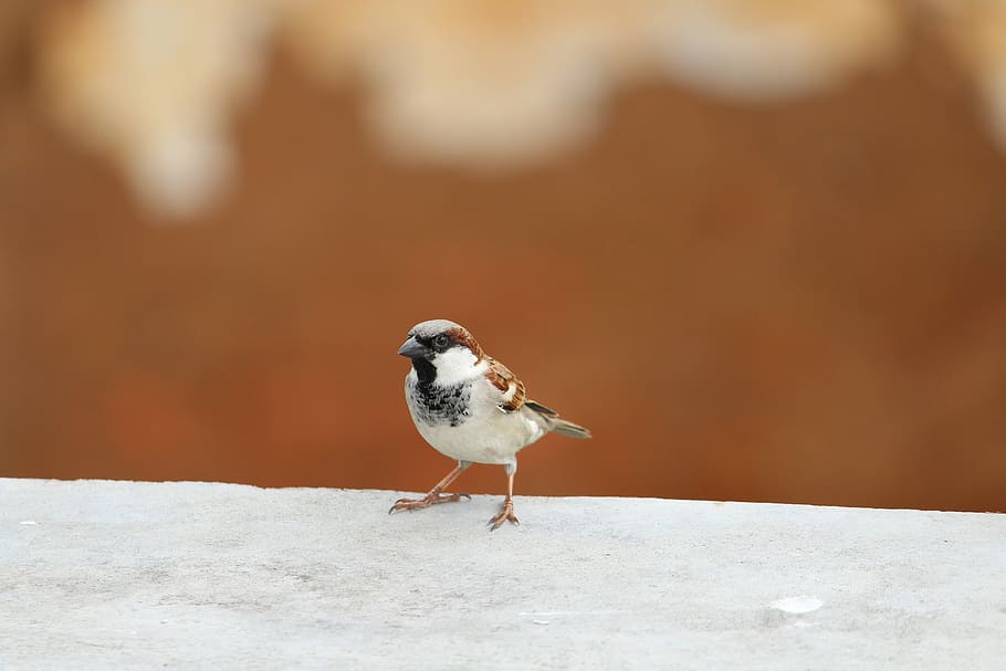 shallow, focus photography, white, brown, bird, sparrow, birds, nature, animal, feather