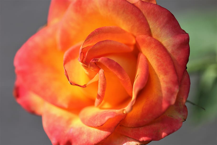 ed yellow rose, alinka, blooming, decorative, romantic, nature, outdoor, flower, flowering plant, petal