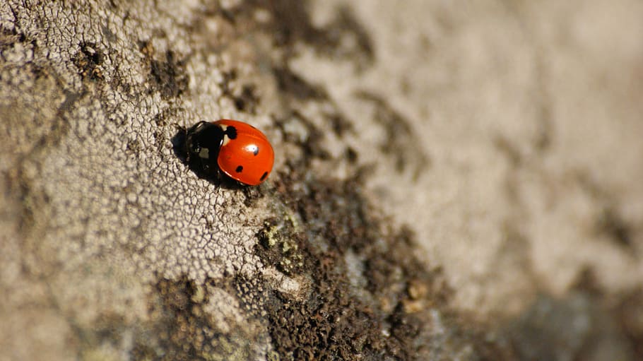 Ladybug, Dots, Stone, Red, Black, Black, Grey, red, black, grey, insect, nature