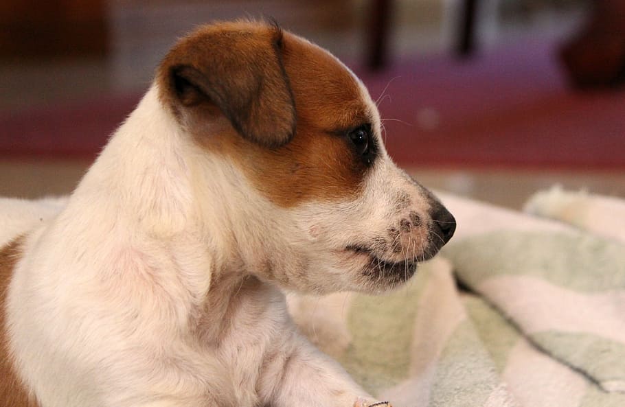 seletivo, fotografia de foco, bronzeado, branco, cachorro, têxtil, Jack Russell, Chihuahua, bebê, fofo