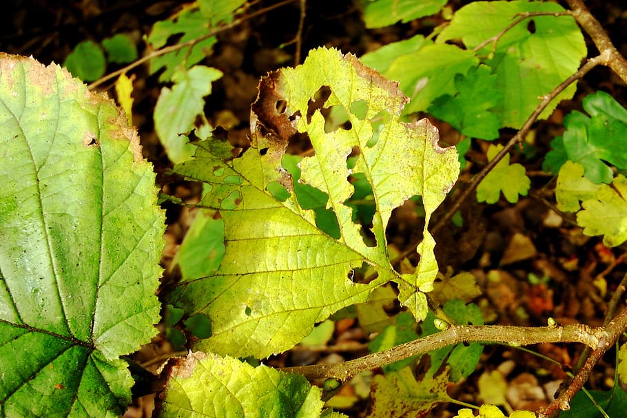 daun beech, sejenis pohon, dimakan, kekuningan, daun gugur, daun berlubang, bagian tanaman, daun, menanam, pertumbuhan