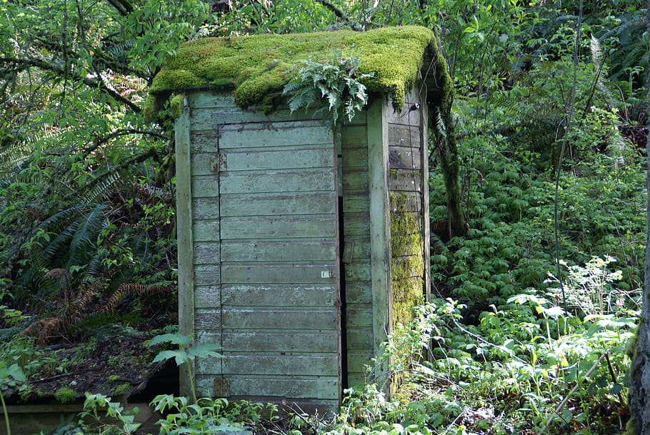 outhouse, shed, building, toilet, woods, moss, moss covered, plant, architecture, built structure