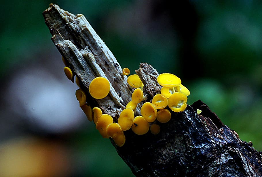 Yellow, fairy, cup, yellow mushroom, focus on foreground, close-up, nature, animals in the wild, animal wildlife, plant