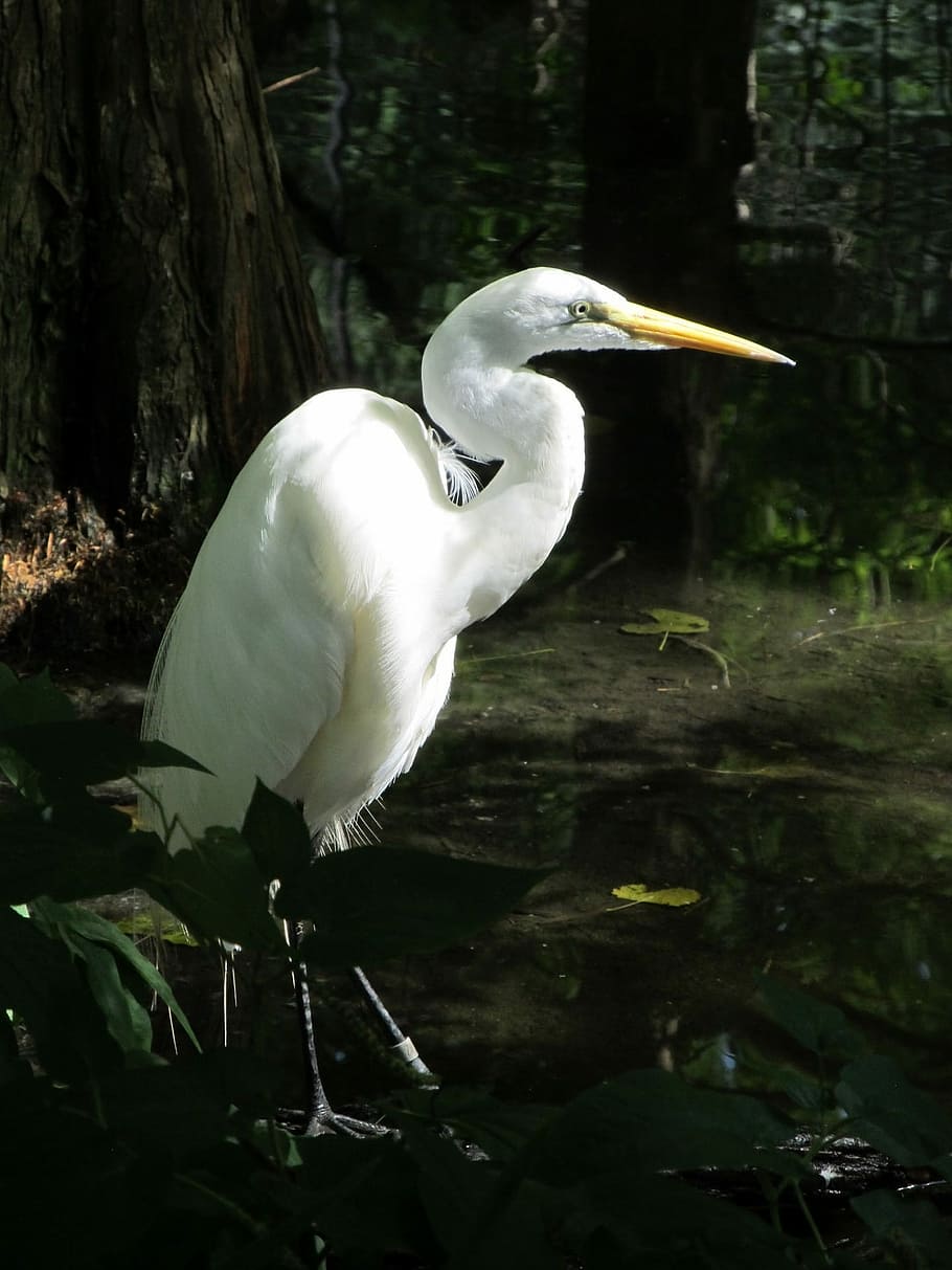 Great Egret, Waterfowl, Bird, large, heron, wetlands, all white, plumage, casmerodius albus, enclosure