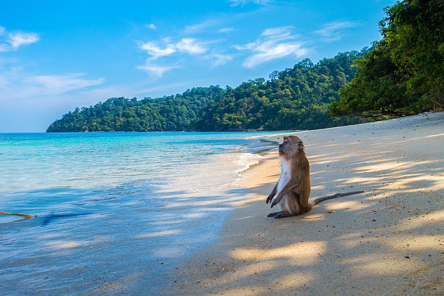 monkey, ape, monkey island, island, waters, beach, nature, travel, coast, ocean