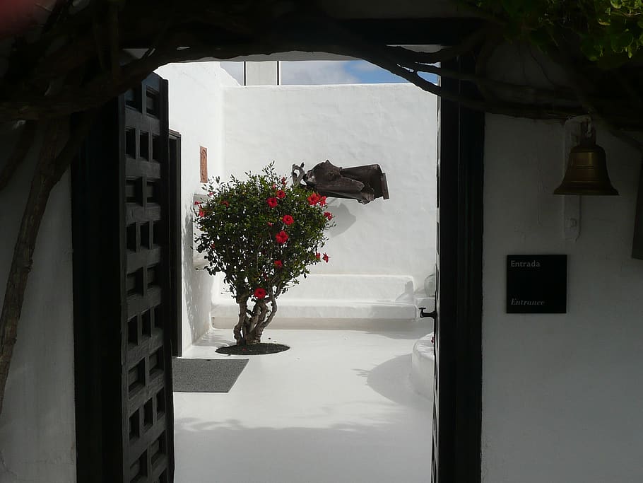 cuevas del agua, lanzarote, vivienda cueva, planta, arquitectura, naturaleza, exterior del edificio, estructura construida, flor, planta floreciendo