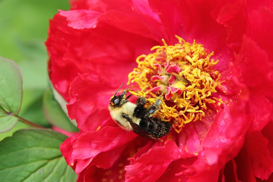bee, bumble bee, polen, tree peony, nectar, flowering plant, flower, petal, fragility, beauty in nature