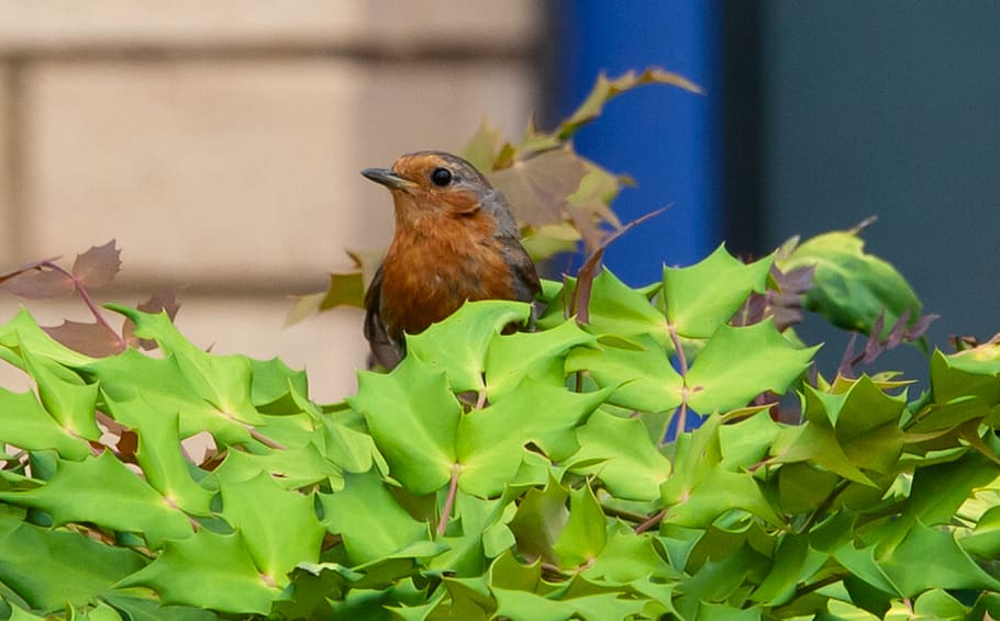 robin redbreast in holly bush, robin, robing redbreast, perched, songbird, bird, nature, wing, wildlife, flying