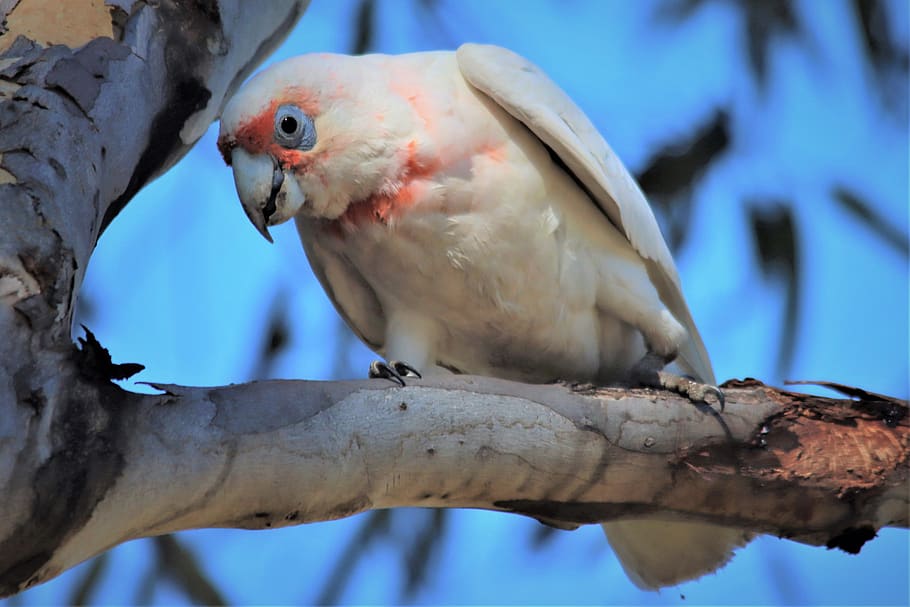 long-billed corella, looking down, native, australian, looking, eye, feathers, red, white, bird