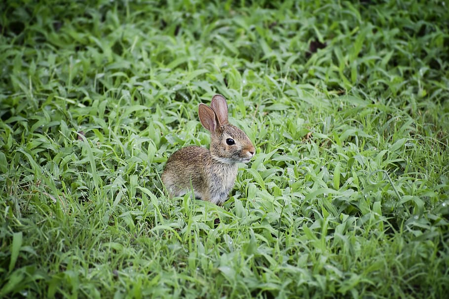brown, rabbit, green, grass, baby bunny, baby rabbit, bunny, cute, baby, animal