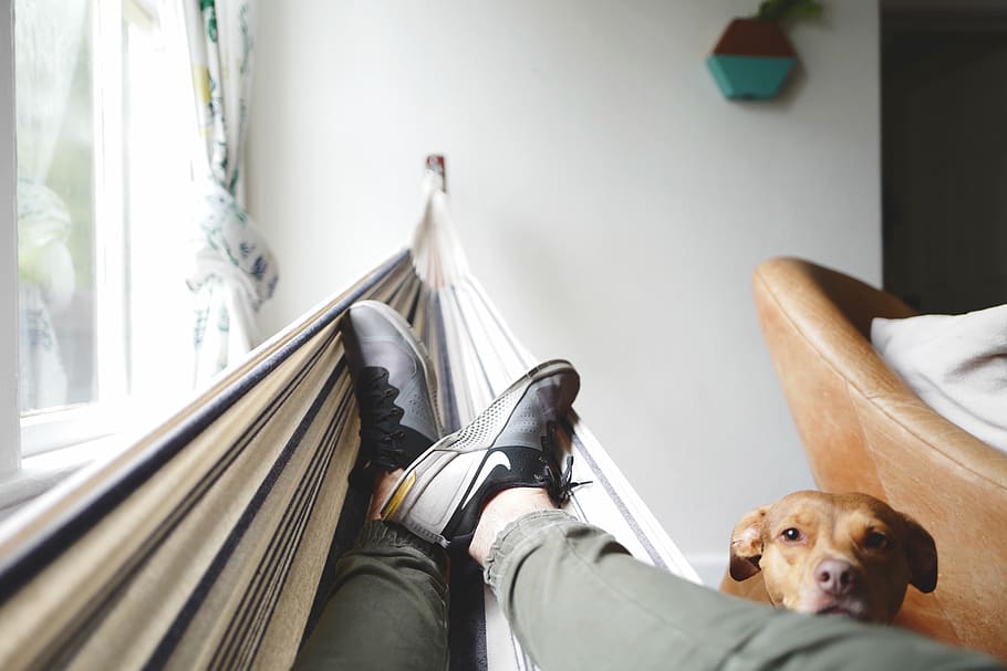 hammock, people, man, shoe, footwear, dog, pet, animal, couch, house