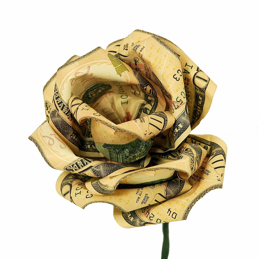 u.s., dollar, rose, flower, money, cash, gift, currency, finance, white background