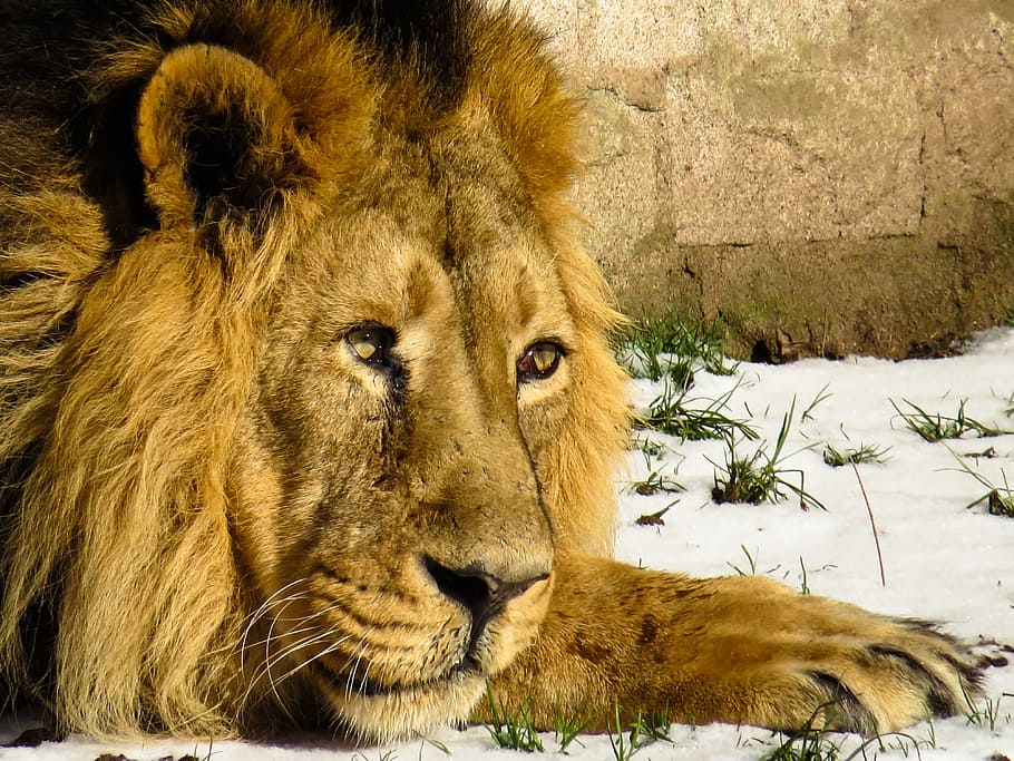 brown lion, lion, predator, cat, male, zoo, nuremberg, mane, winter, close