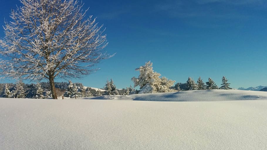 冬, 木, スイス, 青, 白, 雪, 低温, 植物, 風景, 風景-自然