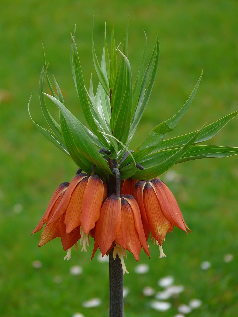 coroa imperial, fritillaria imperialis, família de lírios, tóxico, planta herbácea, planta, flora, laranja, verde, exótica